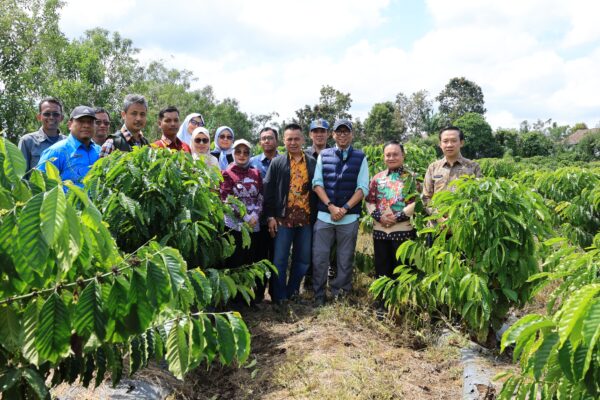 PHC Dongkrak Produktivitas Kopi Lampung Barat, Wabup Mad Hasnurin Dampingi Gubernur Tinjau Kebun Induk Hanakau